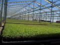 Retractable Roof Greenhouses