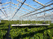 A-Frame Retractable Roof Greenhouses