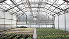 Arch Greenhouse