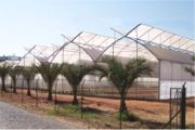 AT Greenhouse