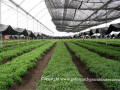 AT Greenhouses