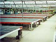 Stationary Growing Bench Systems-No Legs