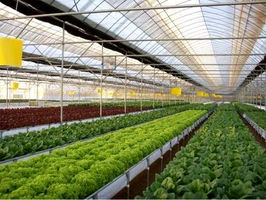 Professional Commercial Greenhouse Sale | BK-Greenhouss