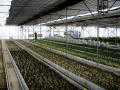 BK Greenhouse Environmental Control System