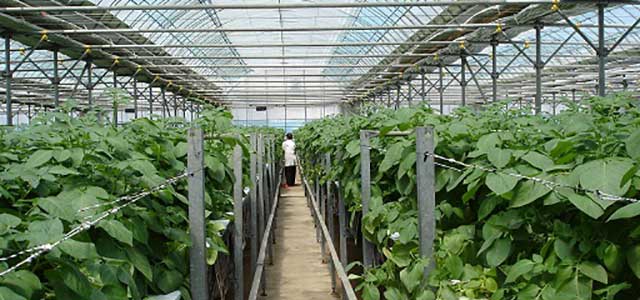 BK greenhouse