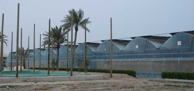 BK greenhouse