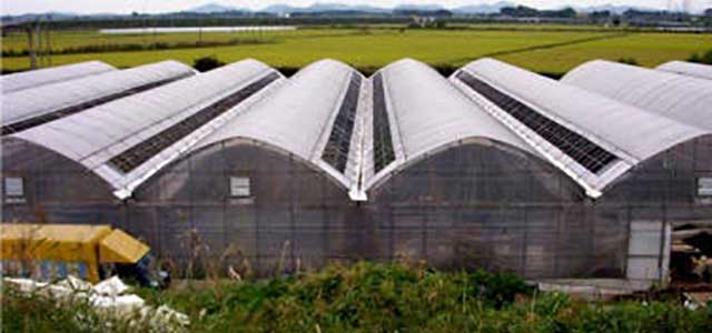 BK greenhouse