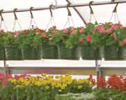 Hanging basket  