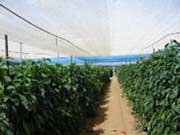 ChromatiNet Pearl Shade Cloth