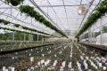 Classic Greenhouse