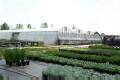 Classic Greenhouse