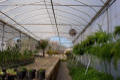 Classic Greenhouse