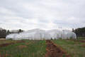 Classic Greenhouse