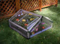 Mini Greenhouse Cold Frame Double