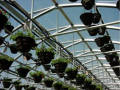Cold Frame Series 1200 Greenhouse