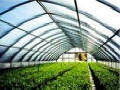 Cold Frame Series 1200 Greenhouse