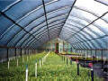 Cold Frame Series 1200 Greenhouse