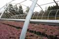 Cold Frame Series 1000 Greenhouse