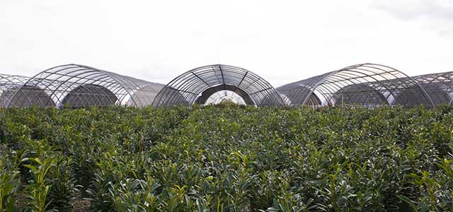 Cold Frame Series 1000 Greenhous