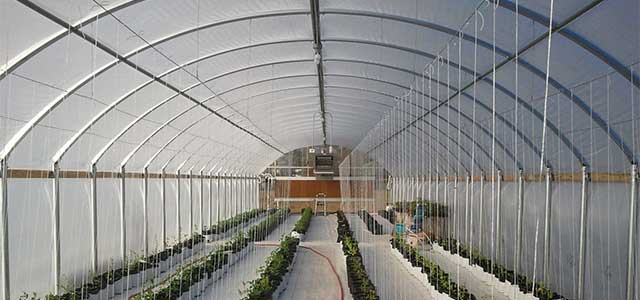 Cold Frame Series 1100 Greenhous
