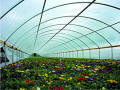 Cold Frame Series 1100 Greenhous