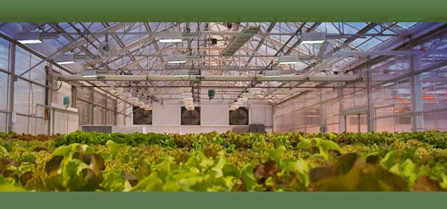 Commercial Greenhouse Grow light Complete Systems