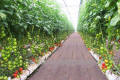 Greenhouses with Crops 