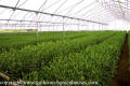  Greenhouses with Crop 