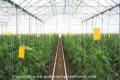  Greenhouses with Crops 