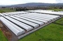 Commercial Greenhouse - Superstar Commercial Series 