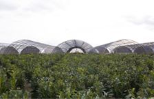 Cold Frame & High Tunnels