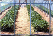 Eskay Lite Covering