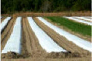 Crop Covers