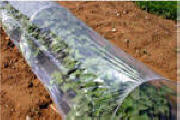 Low Tunnels 