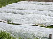  Black Plastic Mulch