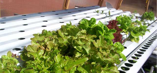 Gothic Arch Greenhouses Review - Alamuchy Elementary School