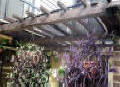 Gothic Arch Greenhouses Review - J. Willard