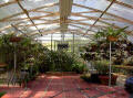  22' x 36' Gothic Arch Greenhouse Photo Gallery