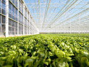Production Greenhouses