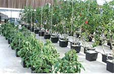 Dutch Buckets & Systems