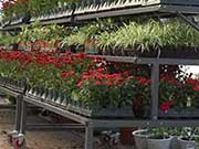E-Grow 3-Level Display Bench 