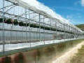 Expansion Mansion Greenhouse