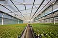 Free Air Greenhouse