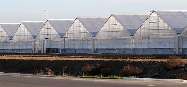 Gable Greenhouse 7500