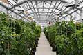 Gable Greenhouse 7500