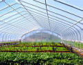 Gothic Cold Frame with Covering
