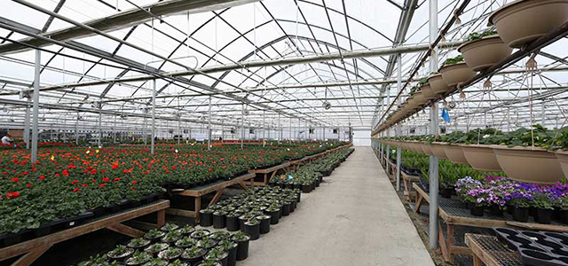 Home Gardener Greenhouse