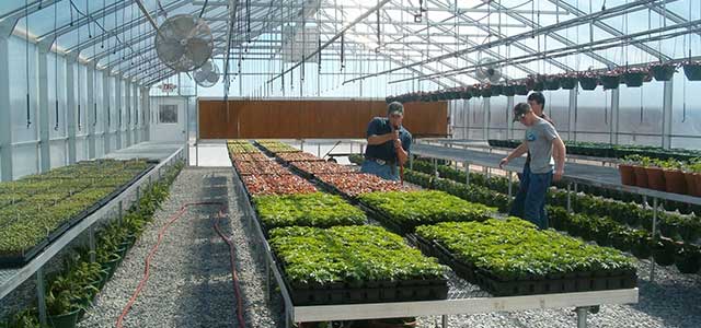 greenhouse greenhouses retail arch gothic packages garden houses