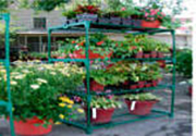 Greenhouse benches by gothic arch greenhouses
