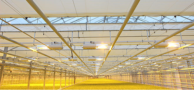 Greenhouse Lighting Fqa Gothic Arch Greenhouse Lighting Fqa